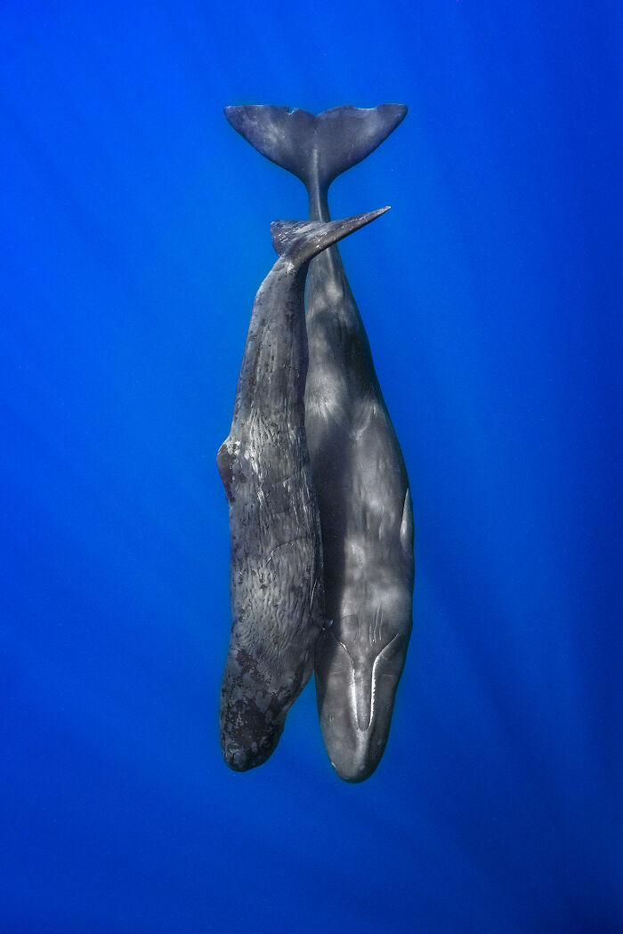 Two whales swimming upright in blue ocean, showcasing stunning wildlife.