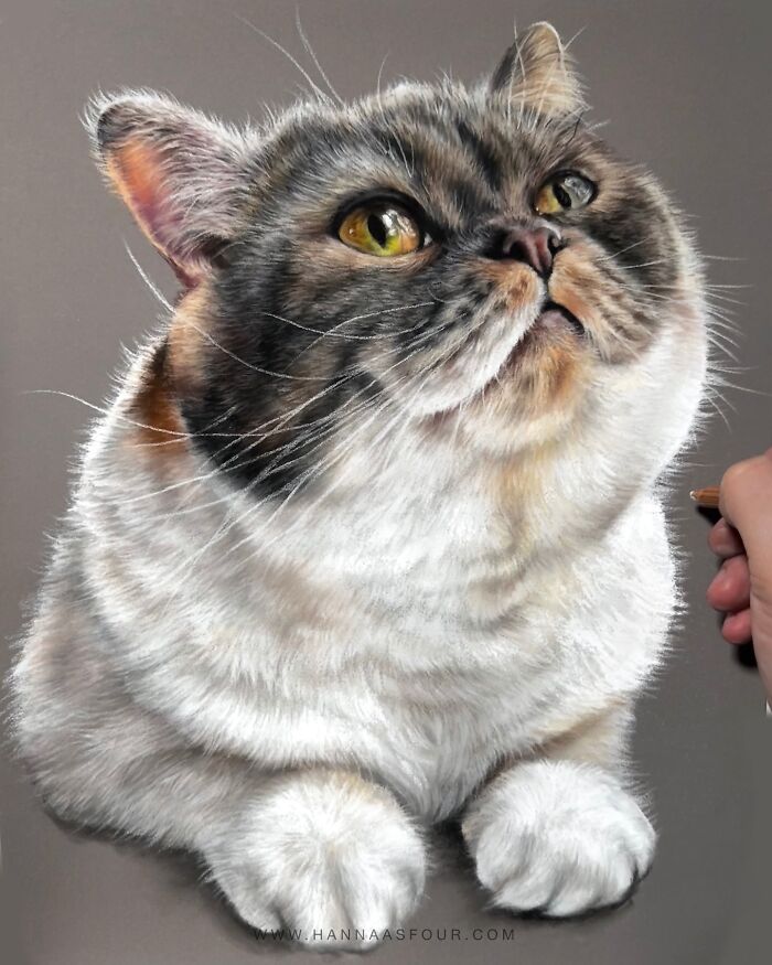 Realistic pencil drawing of a cat by Hanna Asfour, highlighting detailed fur and expressive eyes.