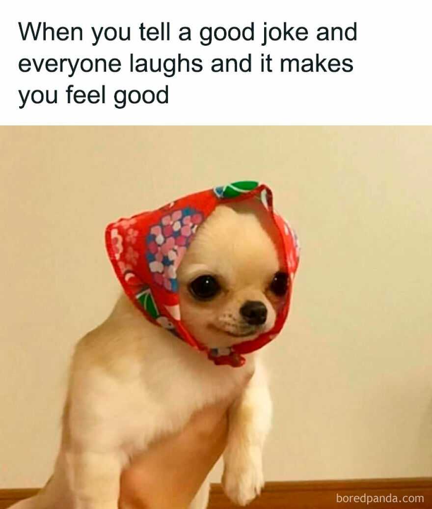 Chihuahua wearing a floral headscarf, illustrating the humor of girl posts memes.