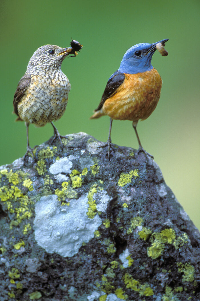 Birds perched on a lichen-covered rock, captured by Jose Manuel Grandío, showcasing the majestic world of birds.
