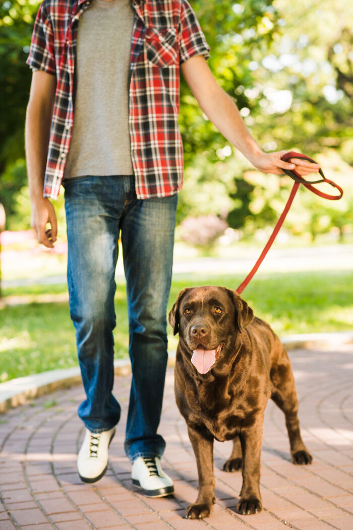 Man in plaid shirt walking a brown dog on a leash in a park, related to bizarre house rules.