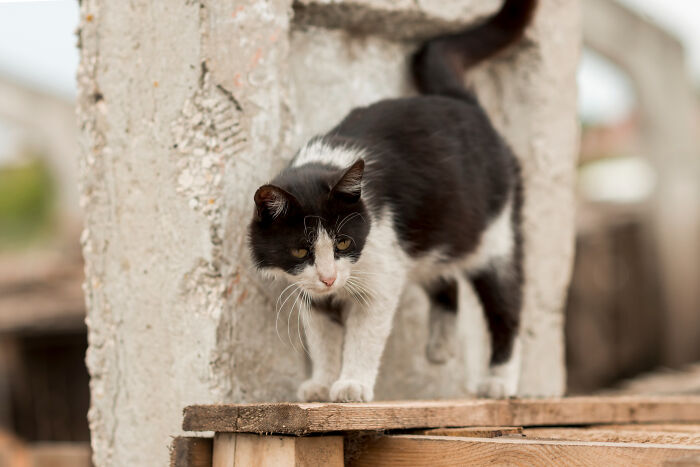Black and white cat walking on wooden planks near concrete structure in a super normal thing country setting.
