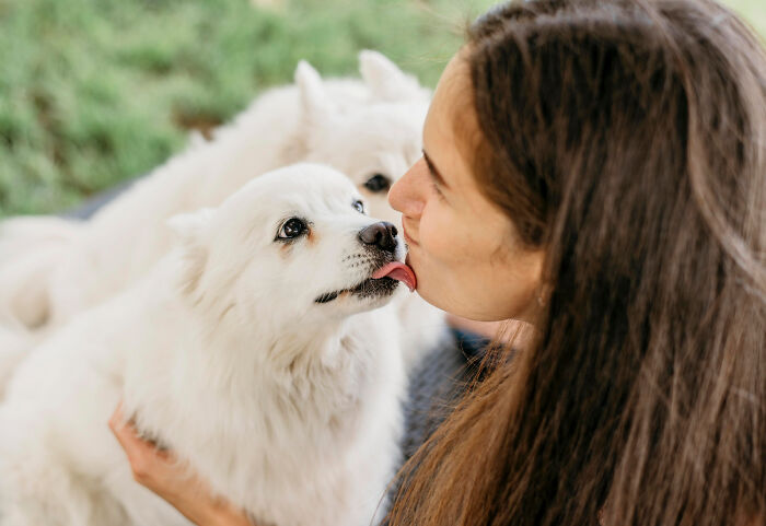 Woman and fluffy white dogs sharing a close moment, showcasing an everyday interaction.