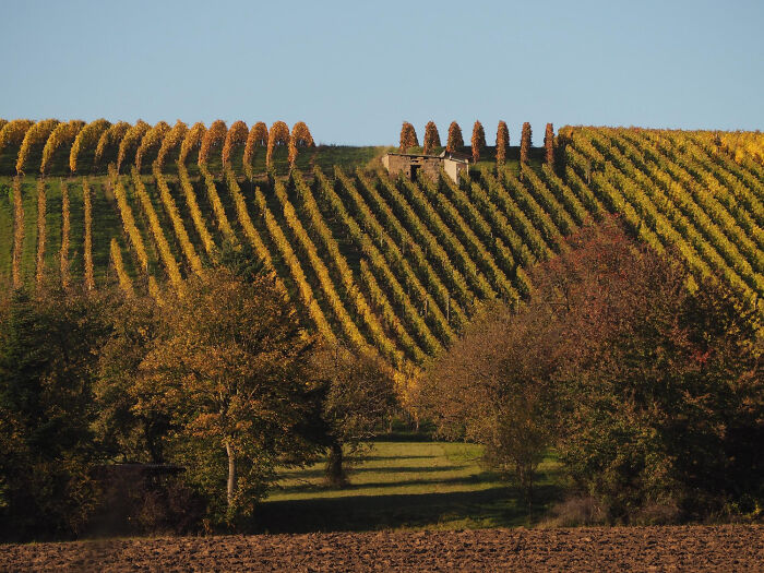 Vineyard landscape with colorful autumn trees on a sunny day, highlighting distinctive patterns and symmetry.