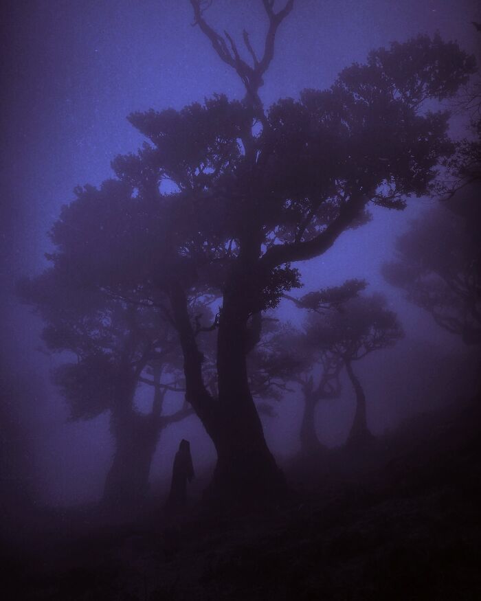 Dark escapism photography featuring silhouetted trees in a mystical, foggy forest scene by Nona Limmen.