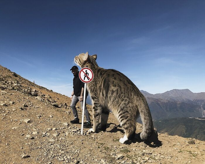 Surreal world with giant cat photoshopped into a hiker's path on a mountain trail, next to a no-walking sign.