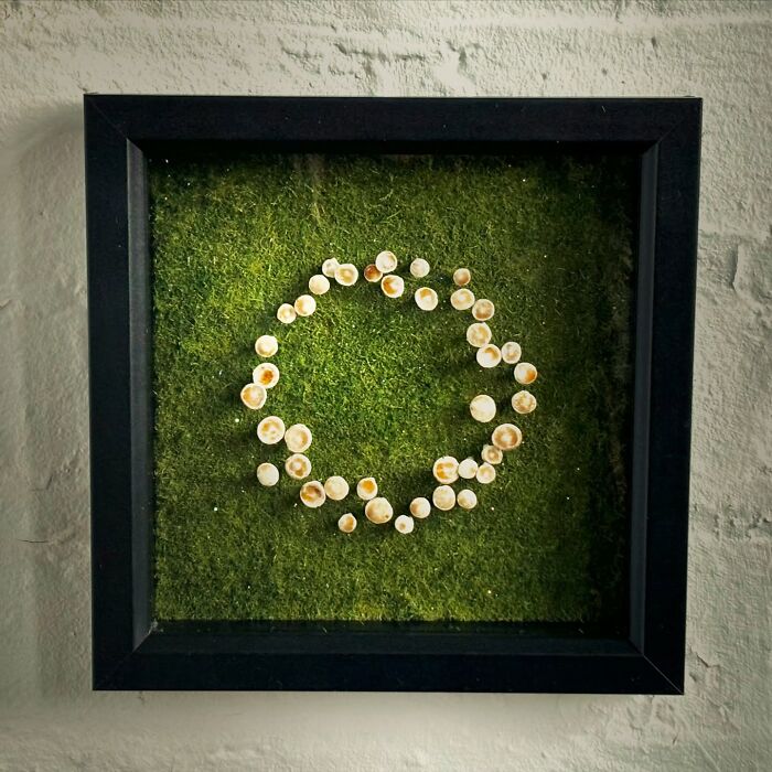 Framed diorama featuring a circle of small shells on a green moss background, ideal for alien and mystery enthusiasts.