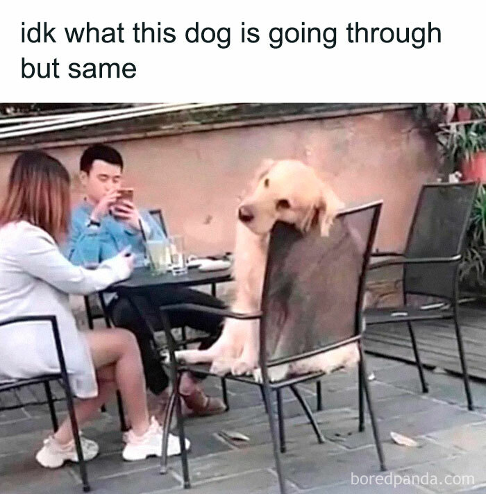 Golden retriever seated like a human at a table with two people, embodying a humorous take on existence.
