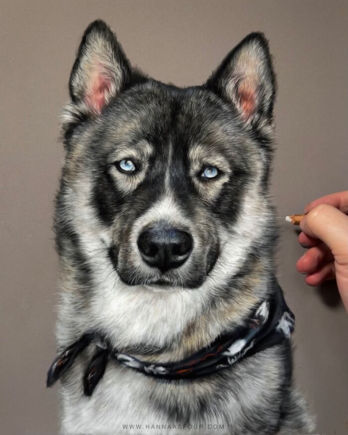 Realistic pet portrait of a husky, drawn with pencils, showcasing incredible detail by Hanna Asfour.