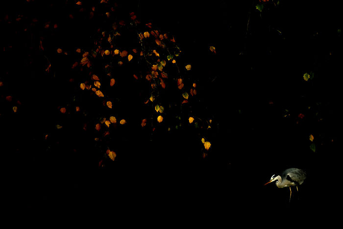 A heron captured by Jose Manuel Grandío against a dark backdrop with autumn leaves.