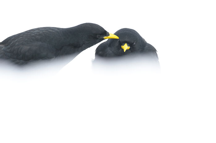 Two black birds with yellow beaks interacting, captured majestically by Jose Manuel Grandío.