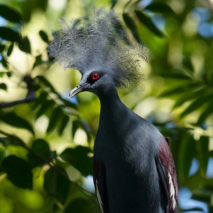 Stunning wildlife moment: exotic bird with vibrant red eyes and unique crest, perched among lush green leaves.