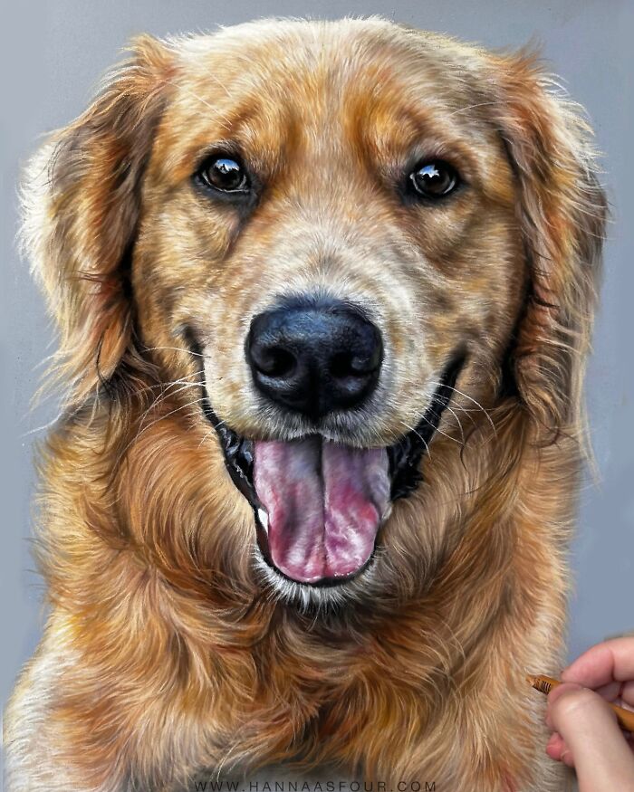 Realistic pet portrait of a golden retriever drawn with pencils by Hanna Asfour, showing detailed fur texture.