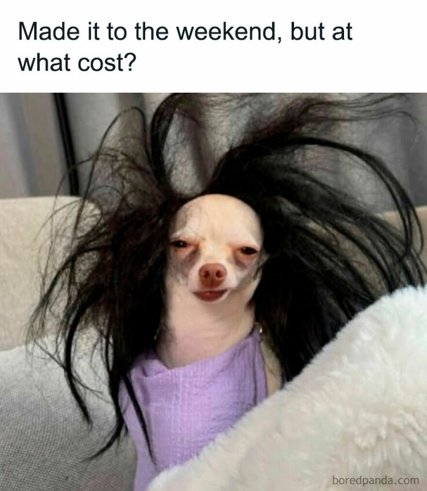 Chihuahua with messy wig, embodying a relatable girl meme about surviving the weekend.