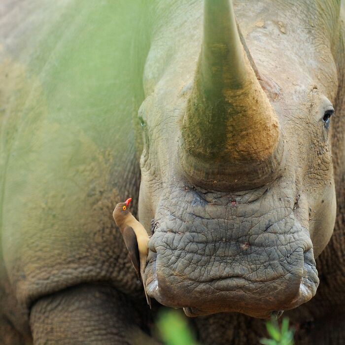 Close-up of a rhino with a small bird on its face, showcasing stunning wildlife photography.