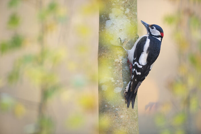 Woodpecker perched on a tree, captured by Jose Manuel Grandío, showcasing the majestic world of birds.
