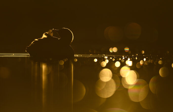 Bird silhouetted against a golden sunset, captured in stunning photography by Jose Manuel Grandío.