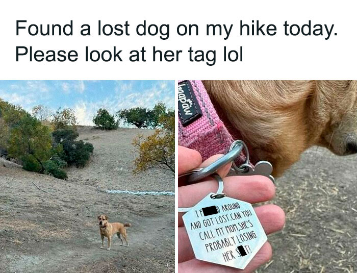 Lost dog meme featuring a dog tag with a humorous message.