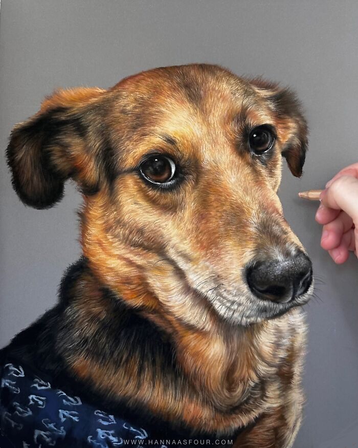 Realistic pet portrait in progress, created with pencils, showing a detailed dog illustration.