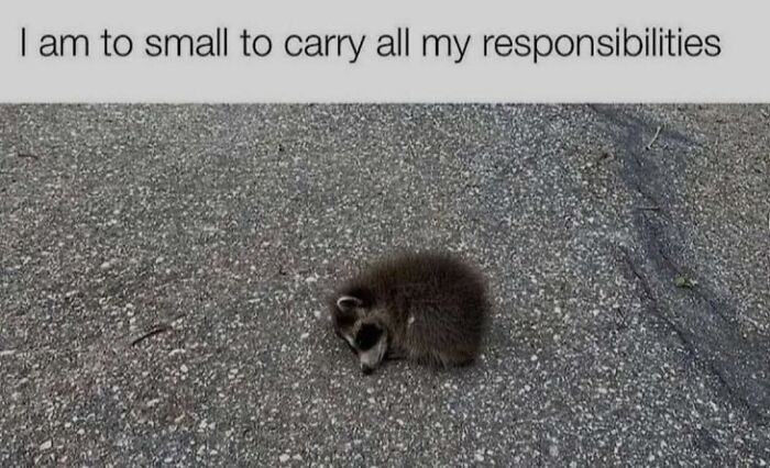 A small raccoon on pavement with text: "I am too small to carry all my responsibilities."