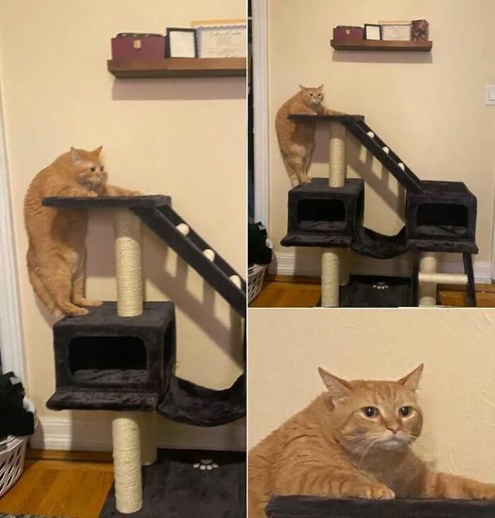Orange cat climbing a cat tree with a confused expression; a relatable meme moment.