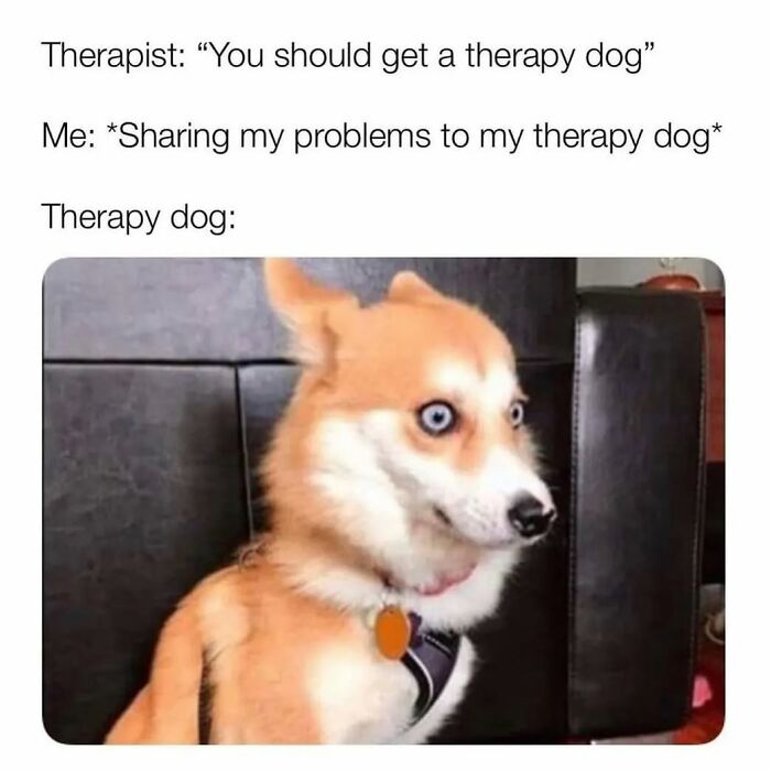 Therapy dog meme with unhinged expression, illustrating relatable humor.