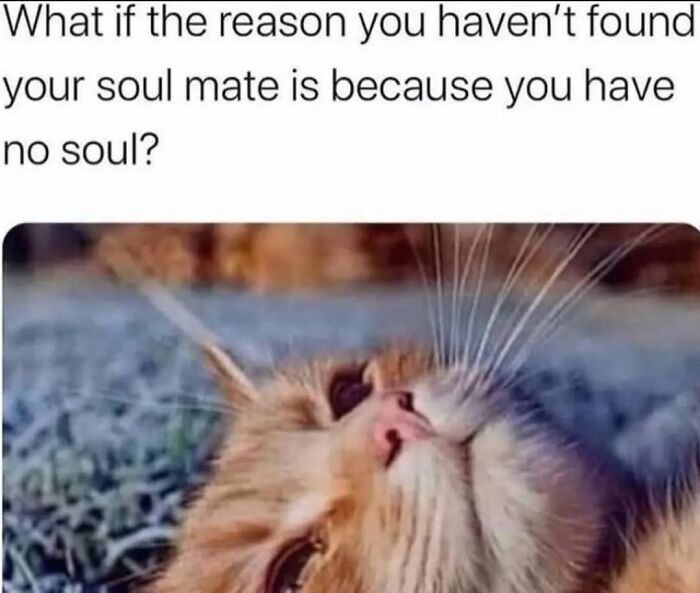 Cat lying on grass with caption pondering soulmate truth in a meme.