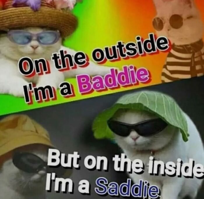 Cats in sunglasses with hats, expressing "baddie" and "saddie" vibes in a colorful meme.