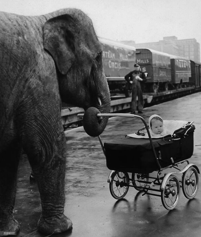 Black and white street photo of an elephant touching a baby in a stroller on a wet pavement with a train in the background.