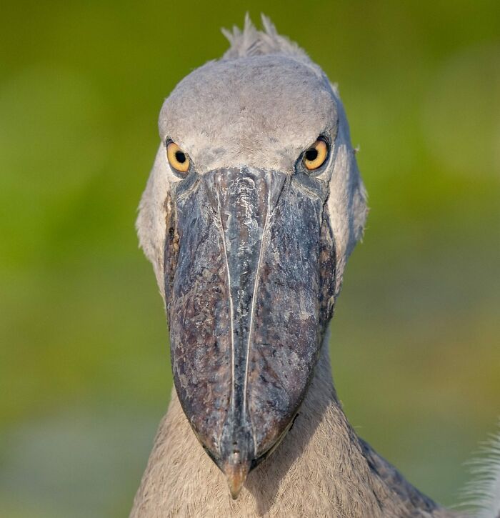 Close-up of a shoebill stork, featuring its large beak, captured in stunning wildlife photography globally.