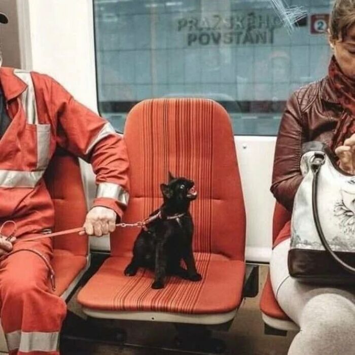 Black cat on train seat next to person, evoking unhinged meme vibe.