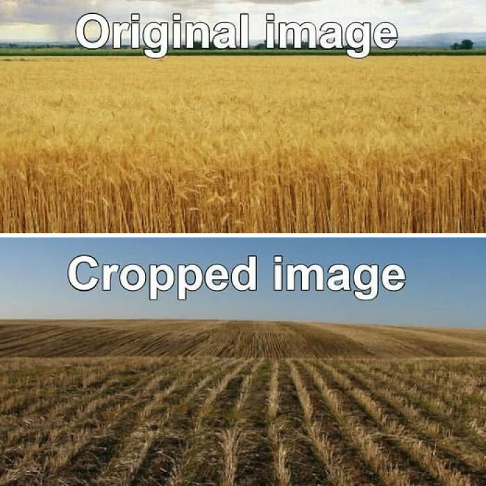 Two-part meme showing "Original image" of a wheat field and "Cropped image" of a harvested field.