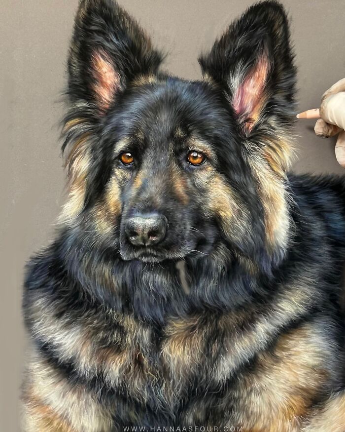 Realistic pet portrait of a German Shepherd drawn with pencils by Hanna Asfour.