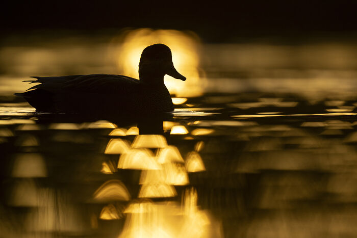 Bird silhouette by Jose Manuel Grandío against a golden sunset reflecting on the water.
