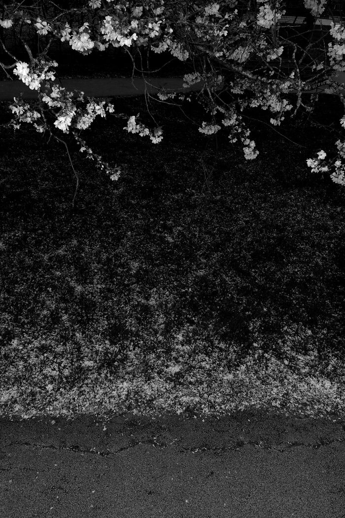 Gradient Loss - 29 March 2025 (17:12)