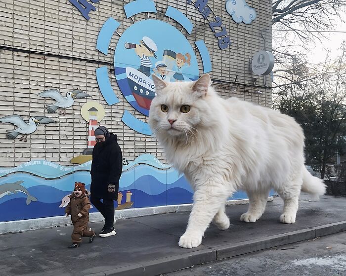 A surreal scene with a giant cat Photoshopped next to pedestrians on a sidewalk.