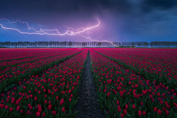 Field of red tulips under dramatic lightning, showcasing nature's beauty and power.