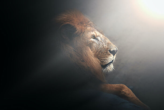 Lion basking in soft light; a spectacular nature shot showing the animal's majestic profile.