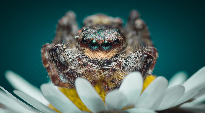 Close-up of a jumping spider on a daisy, showcasing detailed textures and vibrant colors in a stunning nature shot.