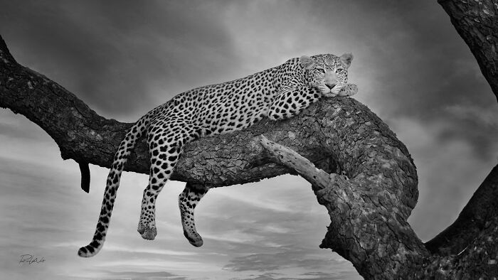 Leopard resting on a tree branch against a dramatic sky, showcasing stunning nature and animal photography.