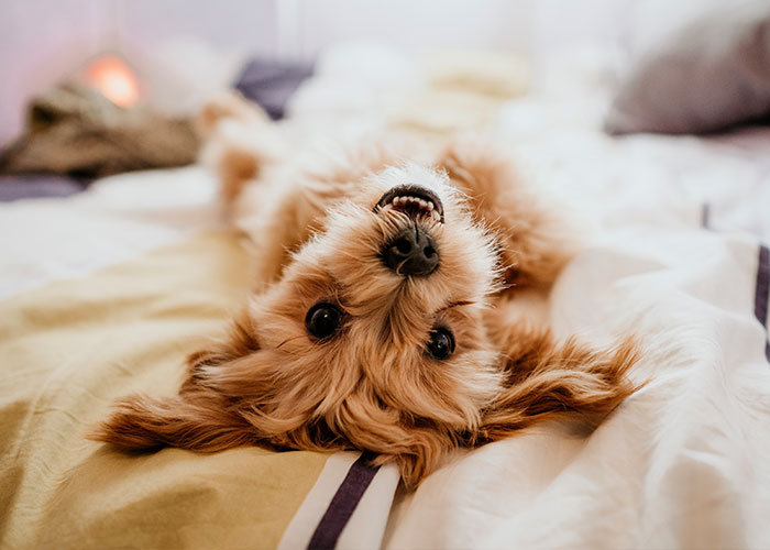 People Share 30 Times Their HOAs Took Things Way Too Far