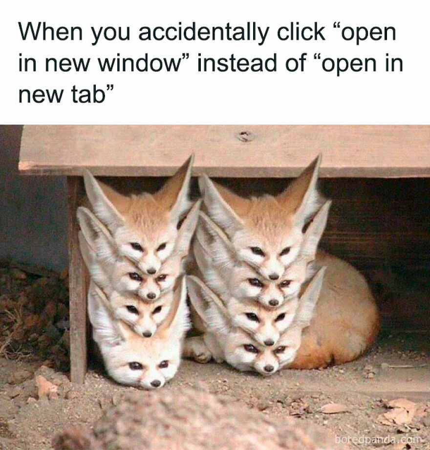 Stacked foxes representing a funny meme about accidentally opening a new window instead of a new tab.