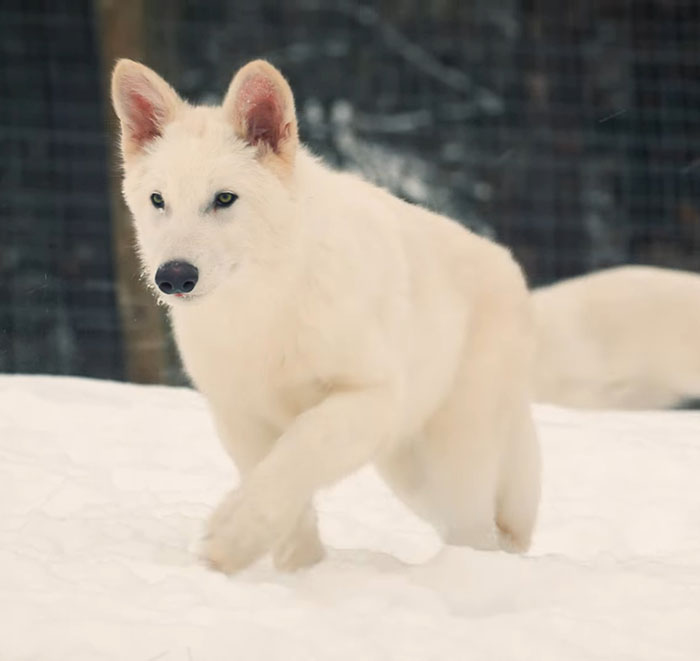 White dire wolf walking through snow, highlighting ethical debate around their resurrection.