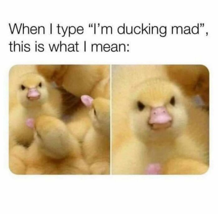 Angry duckling meme illustrating a funny moment from 74 funny memes to help insulate you from noise.