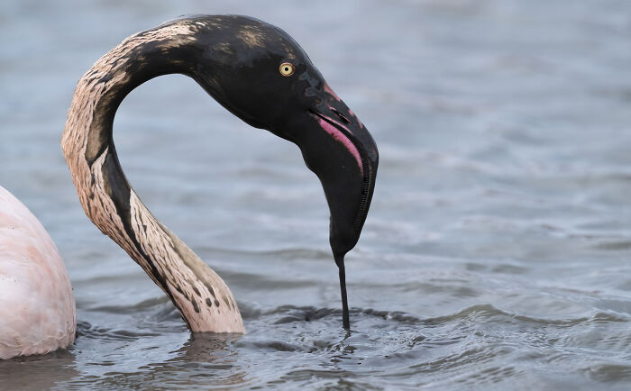 Flamingo with its head submerged in water, showcasing the majestic world of birds captured by Jose Manuel Grandío.