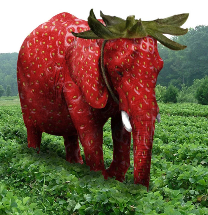 Strawberry Elephant
