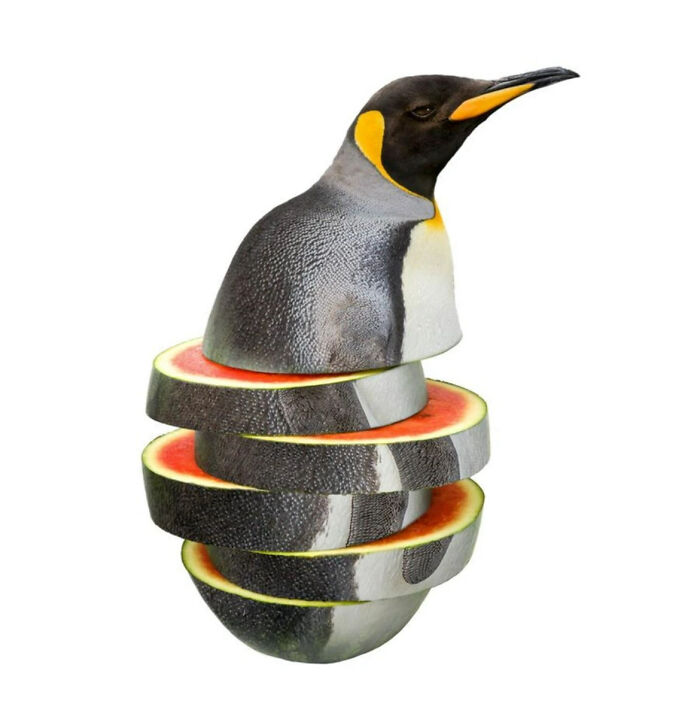 Watermelon Penguin