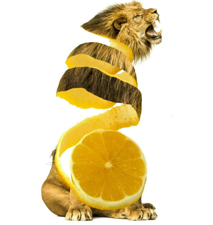 Orange Lion