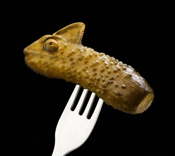 Pickle Chameleon