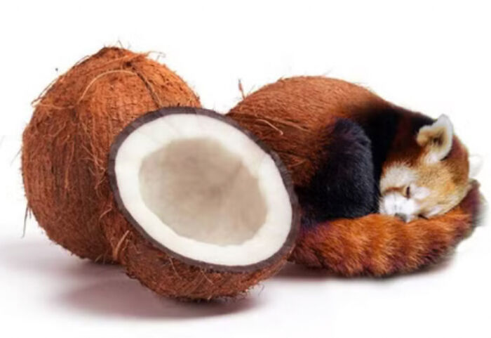 Coconut Red Panda
